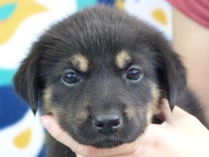 chinook puppy